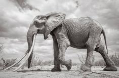 two pictures of elephants walking in the dirt with cloudy skies behind them and one is black and white