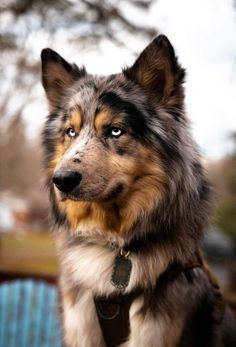 a close up of a dog with a collar and leash around it's neck