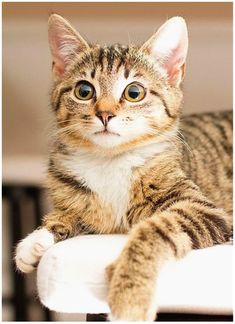 a cat sitting on top of a white chair looking at the camera with one eye open