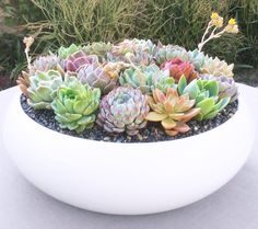 a white bowl filled with lots of succulents