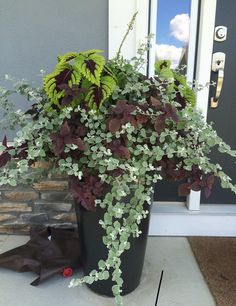 a potted plant with green and purple leaves