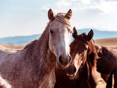 a herd of horses standing on top of a dry grass covered field with mountains in the background