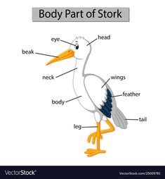 the body part of a stork with labeled parts on white background stock photo