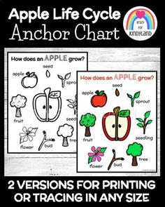 two versions of apple life cycle chart for kids to color and practice their writing skills