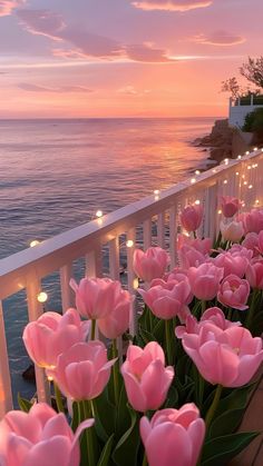 pink tulips are blooming on the balcony overlooking the ocean at sunset or dawn