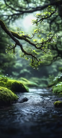 a stream running through a lush green forest filled with trees and moss covered rocks in the foreground