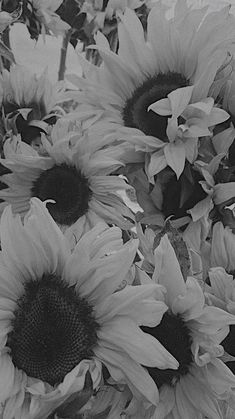 black and white photograph of sunflowers in a vase