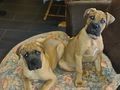 two brown dogs sitting on top of a rug