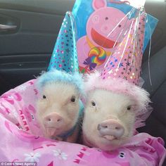 two pigs wearing party hats in the back seat of a car