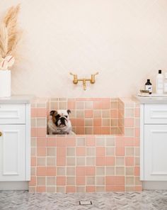 a pug dog sitting in the corner of a pink tiled bathtub with gold faucet