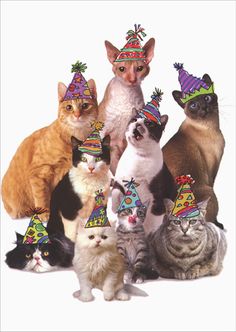 a group of cats wearing party hats