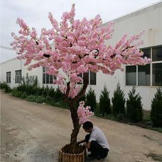 a man kneeling down next to a pink tree