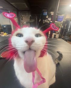 a cat with its tongue hanging out and some hair clips on it's head