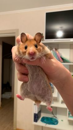 a person holding a hamster in their hand