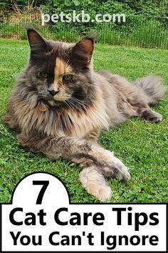 a cat laying in the grass with text that reads, 7 cat care tips you can't ignore