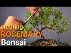 a person cutting into a small bonsai tree with the words creating rosemary bonsai