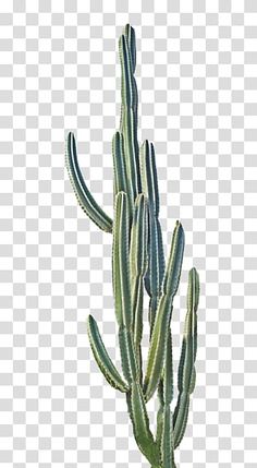 Cactus Flower Painting, Cactus House Plants, Cactus Png, Cactus Drawing, Flower Silhouette, Plants Green, Green Cactus, Cactus Plant