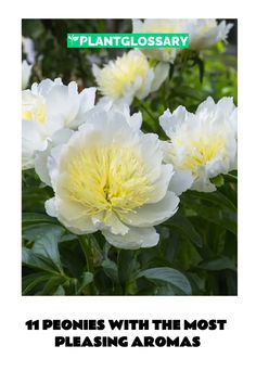 white and yellow flowers with text that reads, i pens with the most pleasing aromas