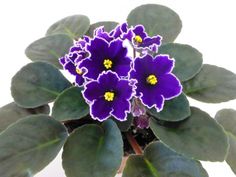 a purple flower with green leaves on a white background and yellow center surrounded by dark green leaves