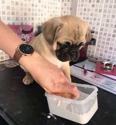 a pug dog sitting on top of a counter next to a person's hand