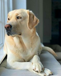 a yellow labrador retriever is sitting on the window sill