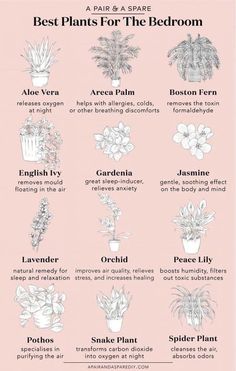 the best plants for the bedroom info sheet on pink background with black and white text