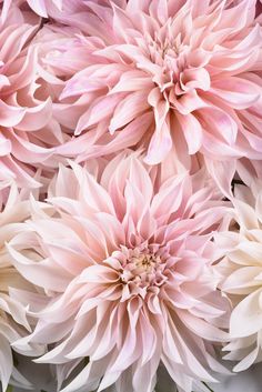 pink and white flowers are arranged together