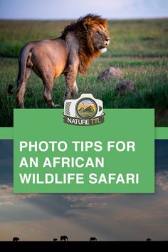 a lion walking across a lush green field with the words photo tips for an african wildlife safari