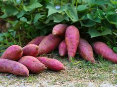 there are many purple potatoes laying on the ground