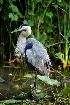 an image of a bird standing in the water