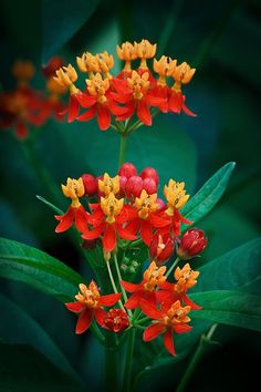 red and yellow flowers with green leaves in the background