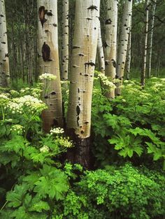 a forest filled with lots of tall white trees and green plants next to each other