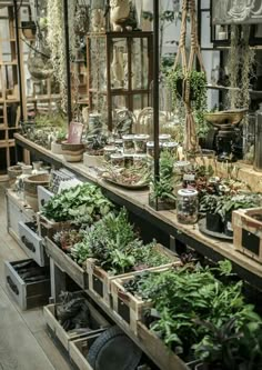 an indoor garden shop filled with lots of plants