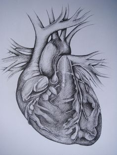 a drawing of a human heart