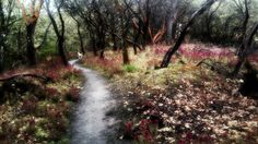 a path in the woods with trees and flowers