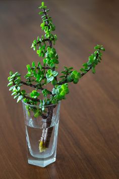 a small green plant in a glass on a table