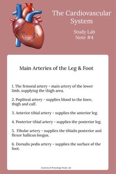 the cardiovascular system is shown with instructions on how to use it for medical purposes