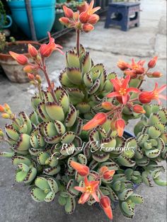 an orange and green plant with red flowers in a pot on the ground next to other plants