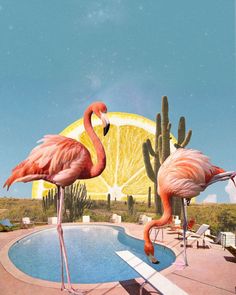 two pink flamingos standing in front of a swimming pool