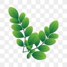 a green leaf on a white background png and psd with transparent background for free