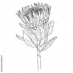 Protea Vector sketch of flowers by line on a white background. Decor Sketch Of Flowers, Botanical Art Drawing, Native Tattoos, Australian Natives, Family Tattoo, Flower Sketches, Pencil Sketches, Vector Sketch