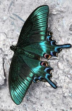 a green butterfly sitting on top of ice