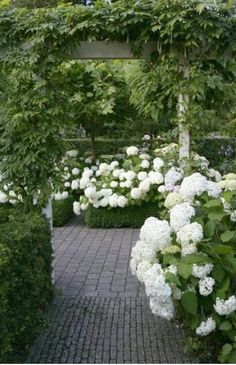 white hydrangeas line the walkway in this garden