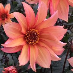 an orange and yellow flower is in the middle of many other flowers with green leaves