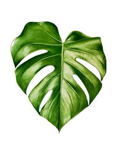 a large green leaf in the shape of a heart