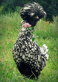 a black and white chicken standing in the grass