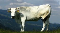 a large white cow standing on top of a lush green field with mountains in the background