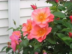 pink and orange flowers in front of a white house