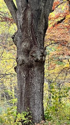 a tree that is in the middle of some grass and trees with leaves around it