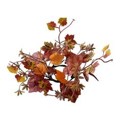 an arrangement of autumn leaves on a white background